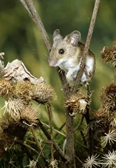 Hedgerows Prints: Woodmouse AP 0606 Apodemus sylvaticus © Dennis Avon / ARDEA LONDON