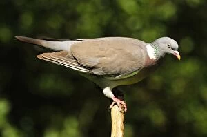 Images Dated 21st July 2011: Woodpigeon