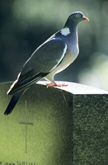 Woodpigeon - Adult sitting on gravestone