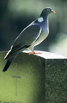 Grave Prints: Woodpigeon - Adult sitting on gravestone
