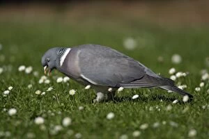 Woodpigeon - Eating clover on garden lawn