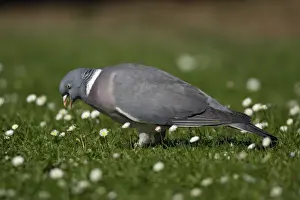 Clover Prints: Woodpigeon - Eating clover on garden lawn Lower Saxony, Germany