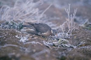 Woodpigeon - Feeding on frosty ground