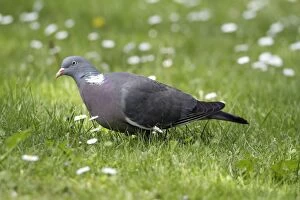 Images Dated 24th May 2010: Woodpigeon - feeding on lawn - Hessen- Germany