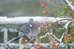 Woodpigeon - Feeding on Rowan Berries in Snow - in Garden