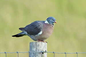Netherlands Collection: Woodpigeon - on fence post, Texel, Holland
