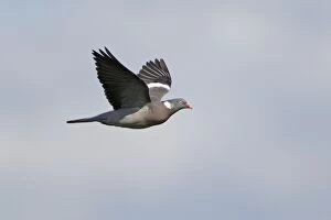 Images Dated 17th June 2012: Woodpigeon - in flight
