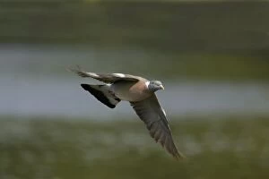Images Dated 3rd September 2007: Woodpigeon - In flight