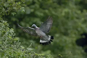 Twigs Prints: Woodpigeon - In flight carrying twig