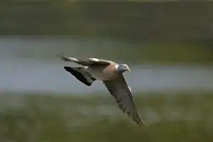 Woodpigeon - In flight Columba palumbus Hertfordshire, UK BI009697