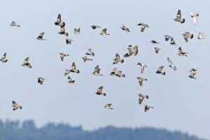 Woodpigeon - flock in flight