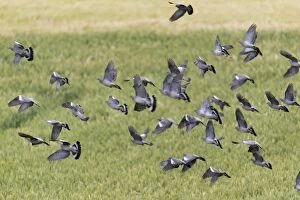 Images Dated 19th July 2012: Woodpigeon - flock in flight over cornfield