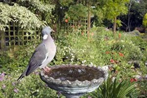 Images Dated 25th June 2009: Woodpigeon - In garden birdbath