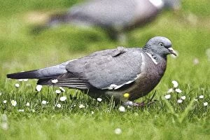 Woodpigeon - On garden lawn