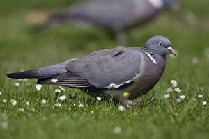 Woodpigeon - On garden lawn, side view