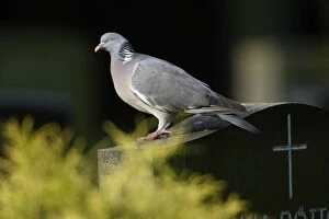 Images Dated 16th June 2005: Woodpigeon - On gravestone in cemetery Lower Saxony, Germany