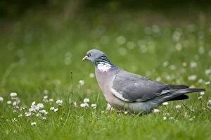 Woodpigeon - on ground - with grass and white clover