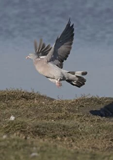 Images Dated 10th October 2005: Woodpigeon lifting off, Norfolk UK