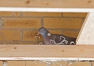 Woodpigeon on nest constructed from brick ties taken from building site