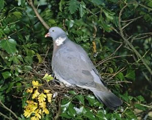 Woodpigeon - At nest in Ivy covered tree