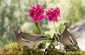 Images Dated 2nd July 2021: two woodpigeon with peony flowers Date: 02-07-2021