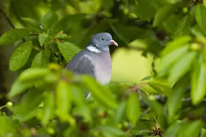 Perching Gallery: Woodpigeon, perched amongst cherry tree leaves, in the rain, resting with raindrops on festhers