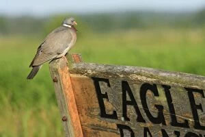 Woodpigeon - perched on wooden sign
