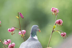 woodpigeon stand with Lilium martagon flowers Date: 21-06-2018