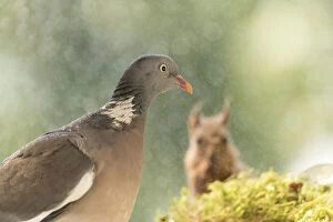 Images Dated 2nd July 2021: woodpigeon stand in the rain