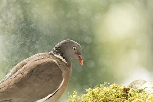 Images Dated 2nd July 2021: woodpigeon stand in the rain Date: 02-07-2021