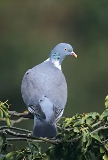 Wood Pigeons Prints: Woodpigeon - in tree