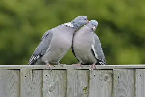Pigeons Prints: Woodpigeons - Pair practising mutual preening on garden fence Sussex England