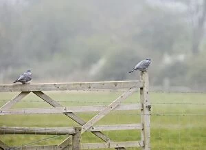 Woodpigeons - resting on gate
