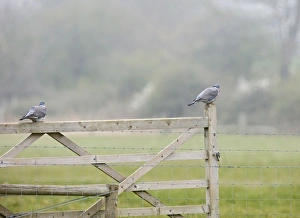 Images Dated 13th April 2007: Woodpigeons – resting on gate Norfolk UK 004287