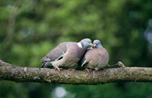WOODPIGEONS - x two, on branch