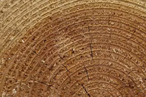 Piles Prints: Woodpile 13