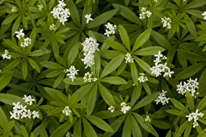 Images Dated 7th May 2006: Woodruff in flower (Galium (Asperula) odoratum). Woodland in Dorset