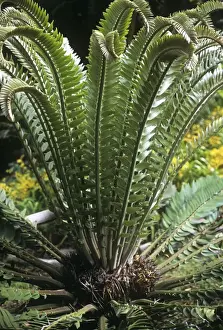 Cycads Prints: Wood's cycad