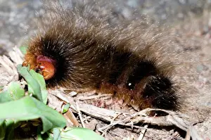 Larva Prints: Woolly Bear - caterpillar feeding on grasses by night (Tri-coloured Tiger Moth)