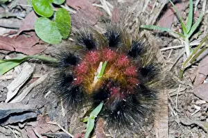 Curled Up Prints: Woolly Bear - caterpillar rolled up in self defence (Tri-coloured Tiger Moth) Grahamstown - Eastern Cape - South Africa
