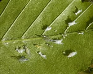 Images Dated 6th May 2008: Woolly Beech Aphid - colony on a beech tree leaf