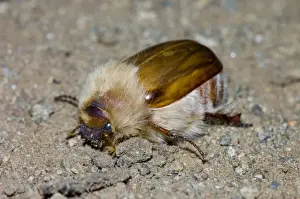 woolly chafer - Adult. Feeds on vegetation, flying at dusk or night; attracted to lights. Fur covering insulates beetle from cold, enabling it to remain active longer into the night