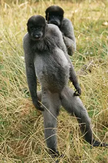 Woolly Monkey WAT 4492 Lagothrix lagothricha © M. Watson / ardea. com