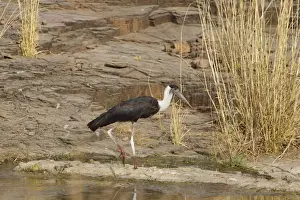 Woolly-necked stork - Ranthambhore