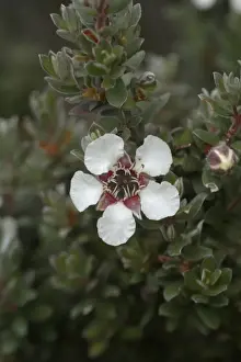 Woolly Tea-tree Mt Wellington, Hobart, Tasmania, Australia