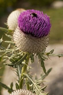Images Dated 25th July 2006: Woolly thistle