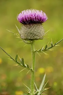 Purple Prints: Woolly Thistle (Cirsium eriophorum), in flower, on limestone