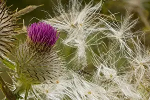 East Europe Prints: Woolly Thistle Cirsium eriophorum flower and seeds; autumn, Romania