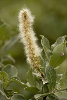Images Dated 16th July 2006: Woolly willow (Salix lanata), Sweden