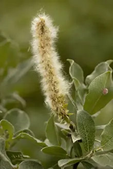 Willows Prints: Woolly willow (Salix lanata), Sweden